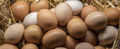 masthead fresh eggs collected on a farm