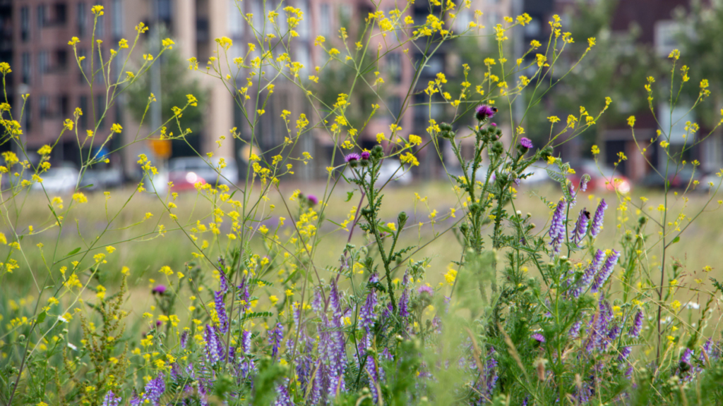 Field with yellow, purple and white flowers: black mustard (Brassica nigra) mixed with mayweed (Tripleurospermum maritimum) and hairy vetch (Vicia villosa). In the background a building and cars.
