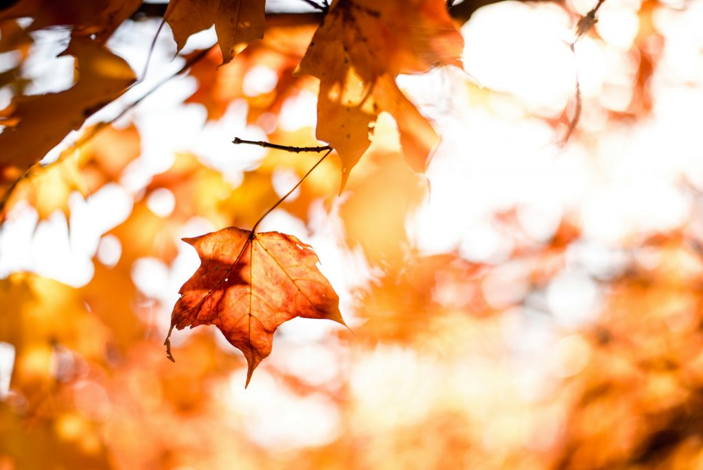 Introduction to the Autumn Budget 2025