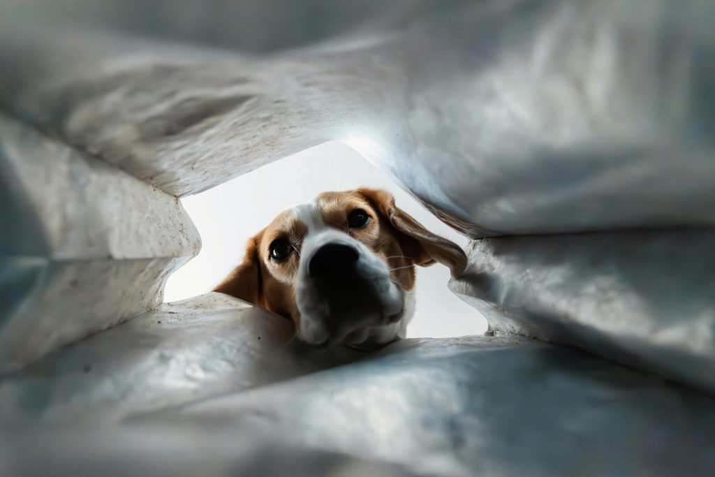 My dog ate my tax return, and other stories: late Self-Assessment excuses, and what actually works