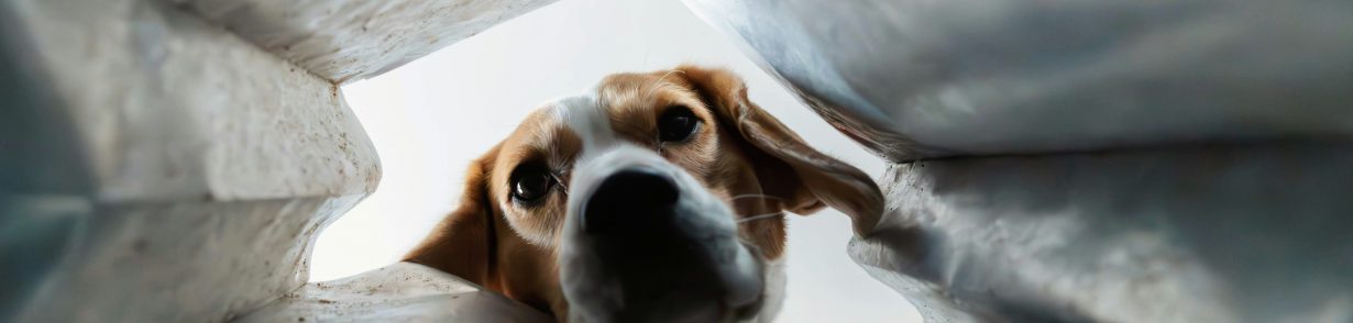 My dog ate my tax return, and other stories: late Self-Assessment excuses, and what actually works
